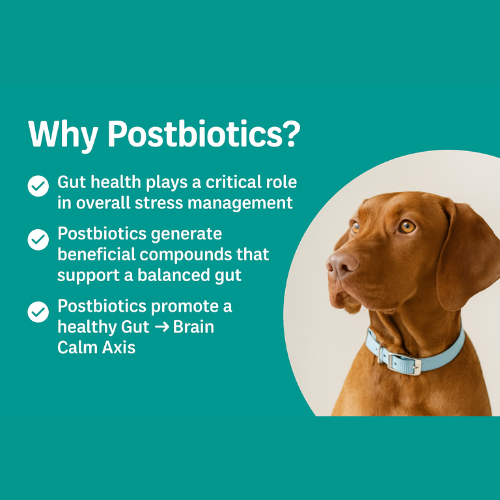 CalmAxis™ Postbiotic Chews -