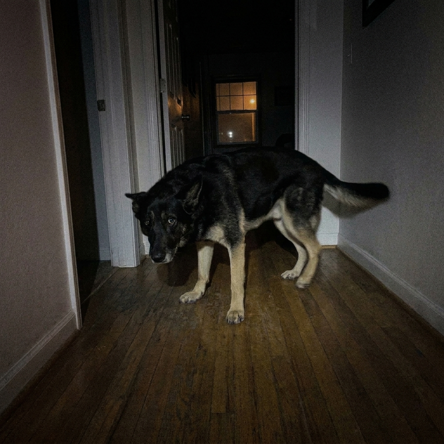Shepherd mix standing awake in a dark hallway at night, head low and ears back