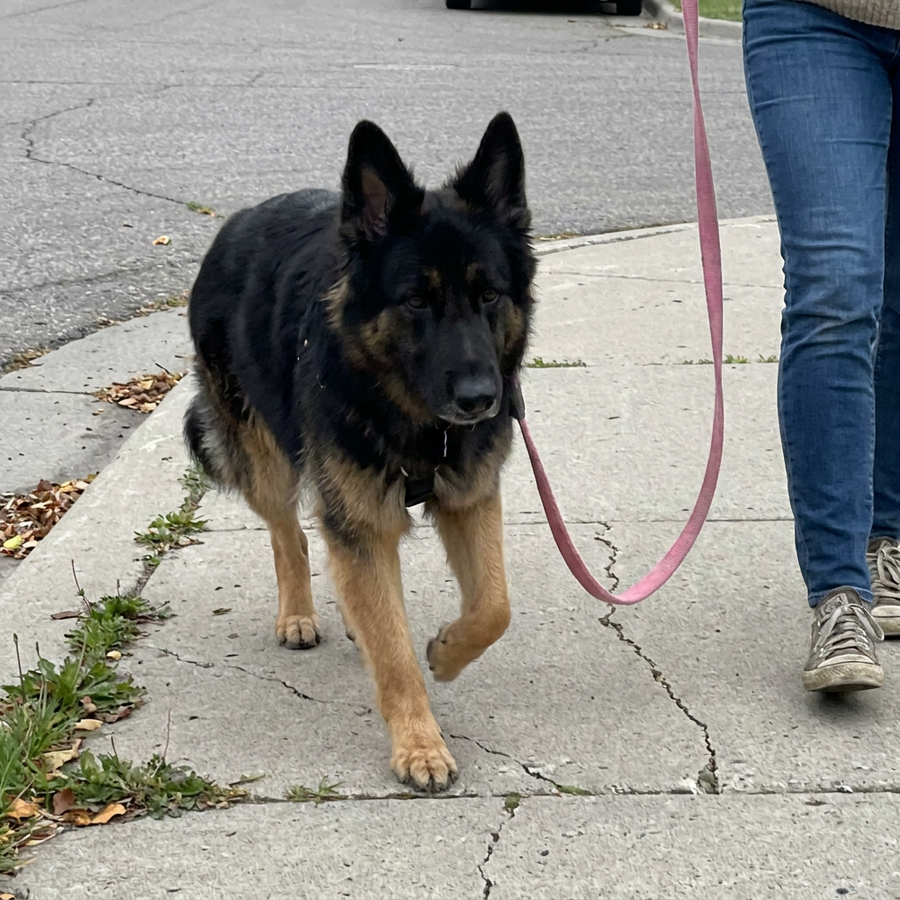 Shepherd mix mid stride on a pavement with the lead hanging in a slack curve, a person's legs alongside