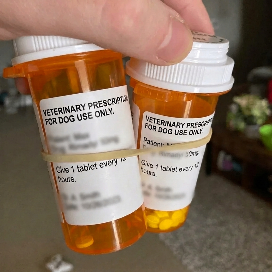 Two veterinary prescription bottles held in one hand